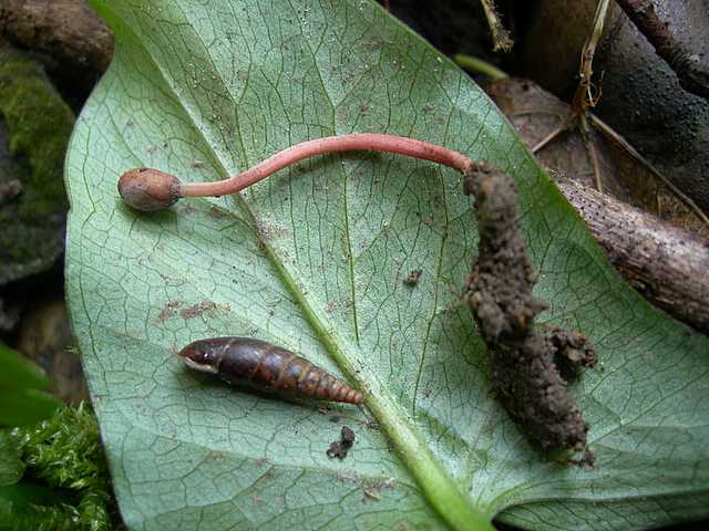 Funghi cittadini